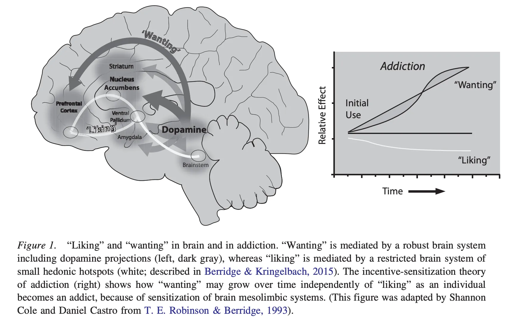 Diagram showing the impact of porn addiction on the brain's reward system